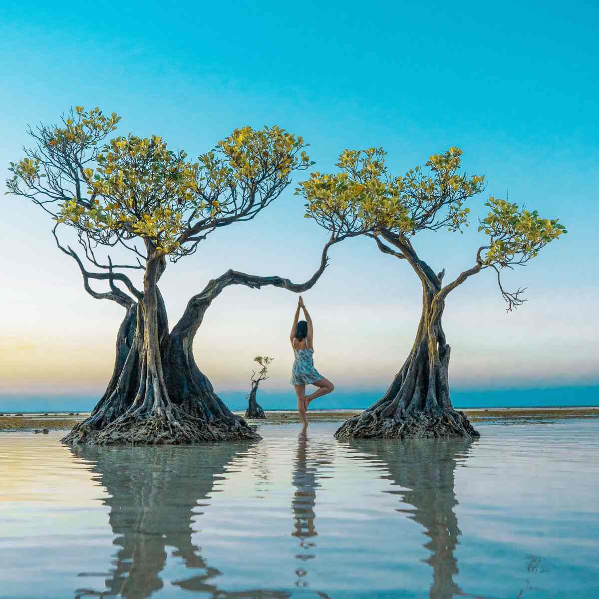 Mangrove trees in the shallows of Walakiri Beach